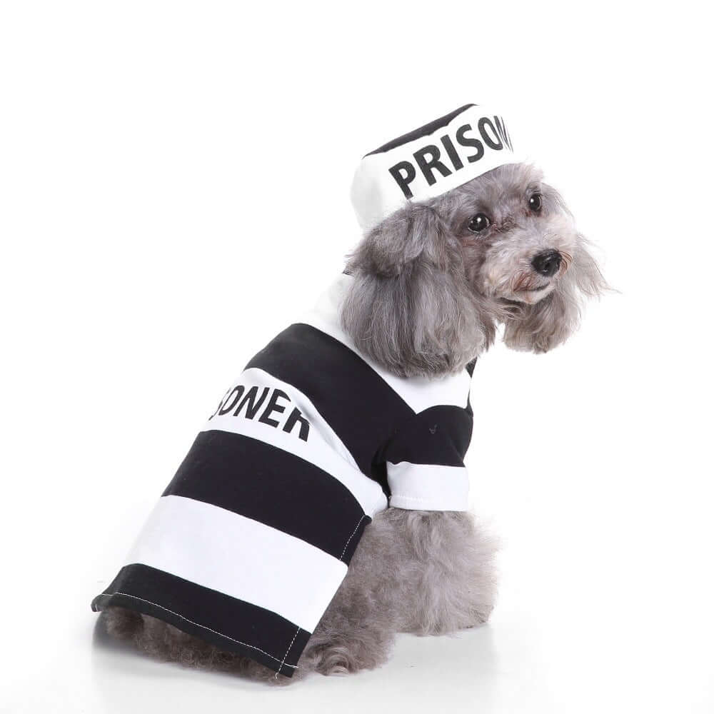 Dog wearing a prisoner costume with 'PRISONER' text on a white background