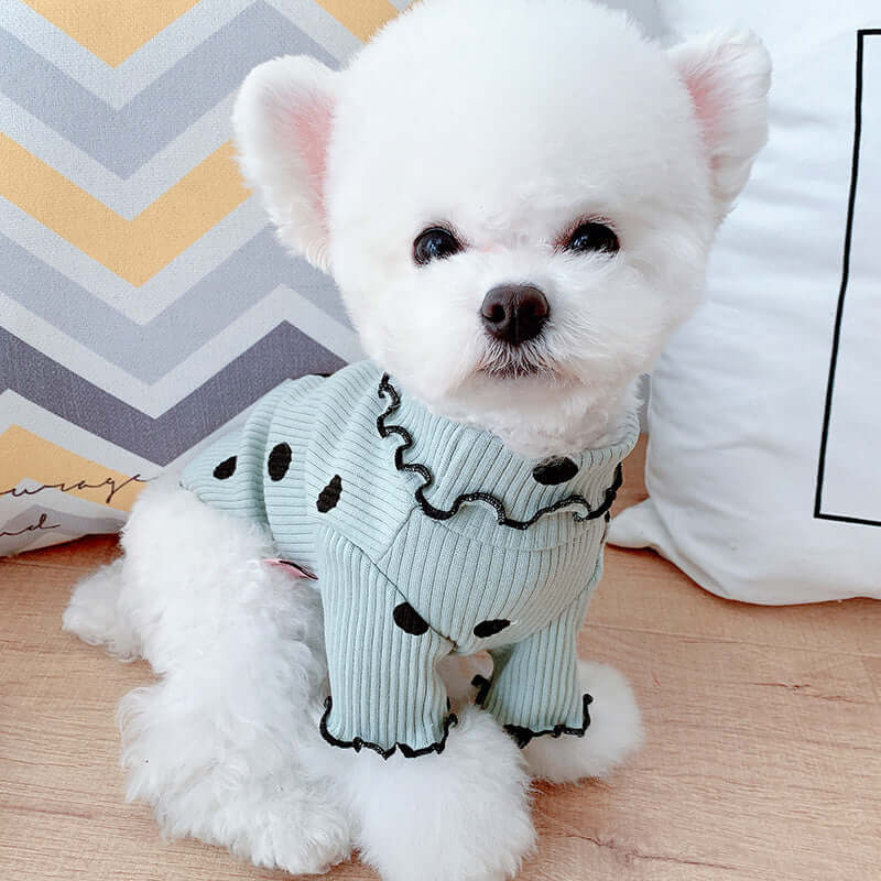 Small white dog wearing a light blue sweater with black polka dots on a wooden floor.