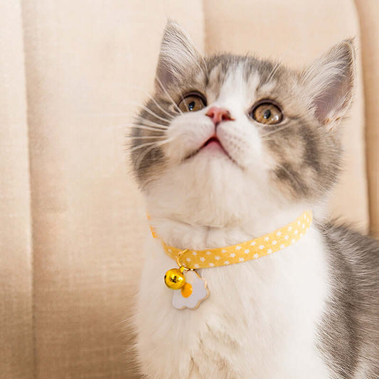 Cat wearing a yellow polka dot collar with a bell and tag on a beige background
