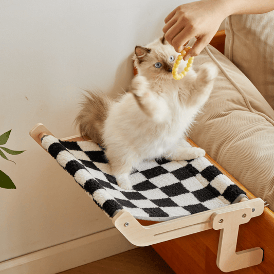 Fluffy white kitten playing on a black-and-white checkered cat hammock mounted beside a couch, enjoying a cozy and elevated perch.