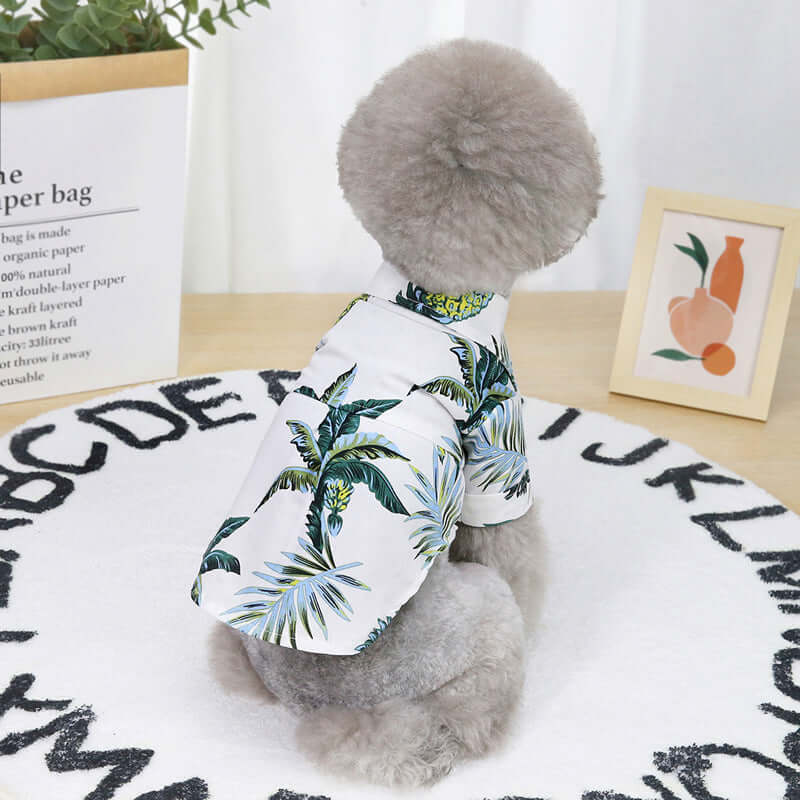 Small dog wearing a tropical leaf print shirt on a wooden surface with a plant and framed picture in the background.