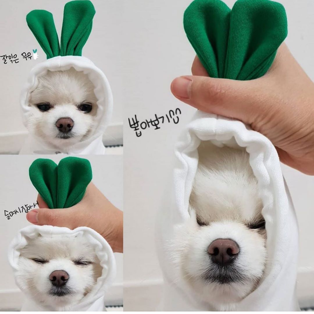 Dog wearing a bunny costume with green ears and white body, held by a hand.