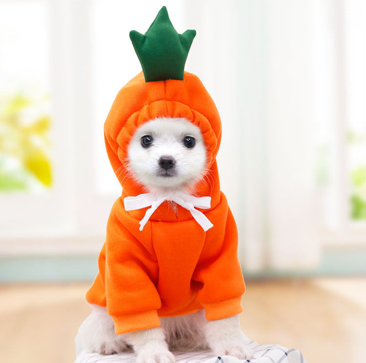 Small white dog wearing an orange carrot costume with a green top on a blurred background