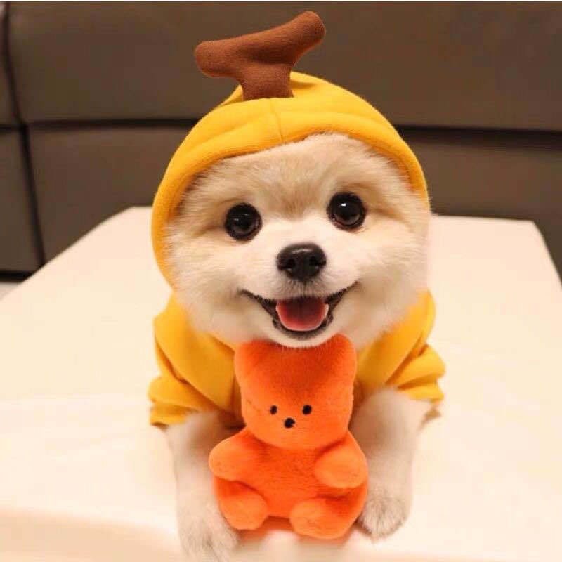 Small dog wearing a yellow hoodie with deer antlers and holding an orange plush toy.