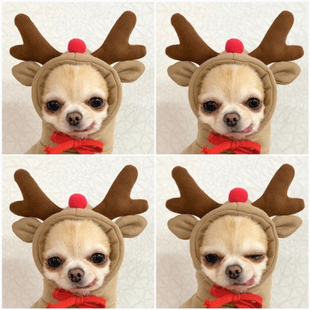 Small dog wearing a reindeer costume with antlers and a red bow tie on a light background.