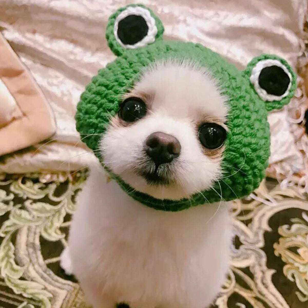 Green knitted frog hat for cats made of soft wool with cartoon eyes