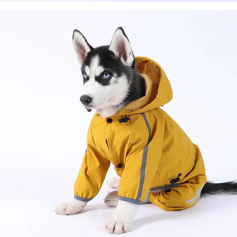 Husky puppy modeling waterproof pet clothing in the rain
