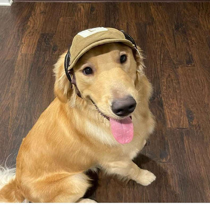 Golden retriever wearing a brown corduroy dog hat for sun protection